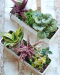 福祿桐組合小盆景 Polyscias Arrangement